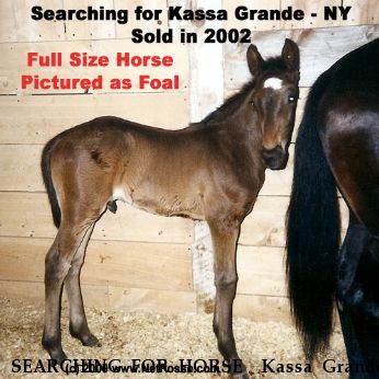 SEARCHING FOR HORSE  Kassa Grande, Near Saratoga, NY, 00000